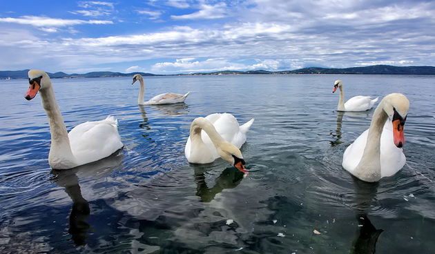 Labudovi u Bibinjama 12. svibnja 2013.  Foto: Roberto Lerga