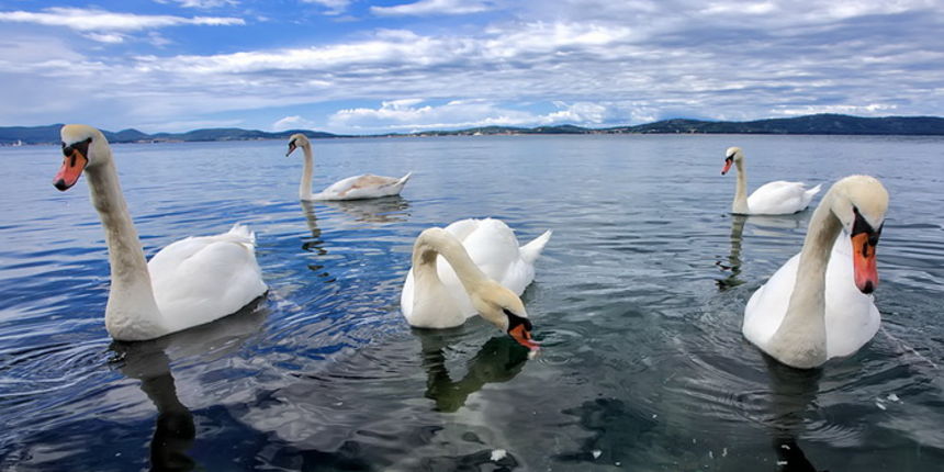 Labudovi u Bibinjama 12. svibnja 2013.  Foto: Roberto Lerga