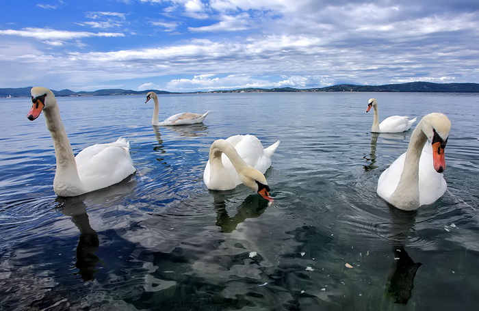 Labudovi u Bibinjama 12. svibnja 2013.  Foto: Roberto Lerga