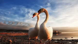 Prekrasni labuđi par u blizini crkvice Sv. Duha, Foto: Roberto Lerga Prekrasni labuđi par u blizini crkvice Sv. Duha, Foto: Roberto Lerga