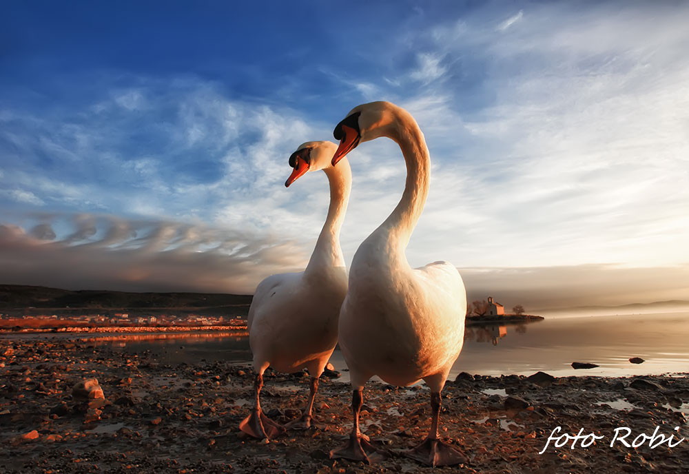 Prekrasni labuđi par u blizini crkvice Sv. Duha, Foto: Roberto Lerga Prekrasni labuđi par u blizini crkvice Sv. Duha, Foto: Roberto Lerga
