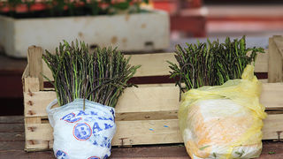 Đir po pijaci, 17. travnja 2012. (foto:Saša Čuka)