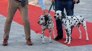 Red Carpet Dalmatian Walk @Trg pet bunara Red Carpet Dalmatian Walk @Trg pet bunara