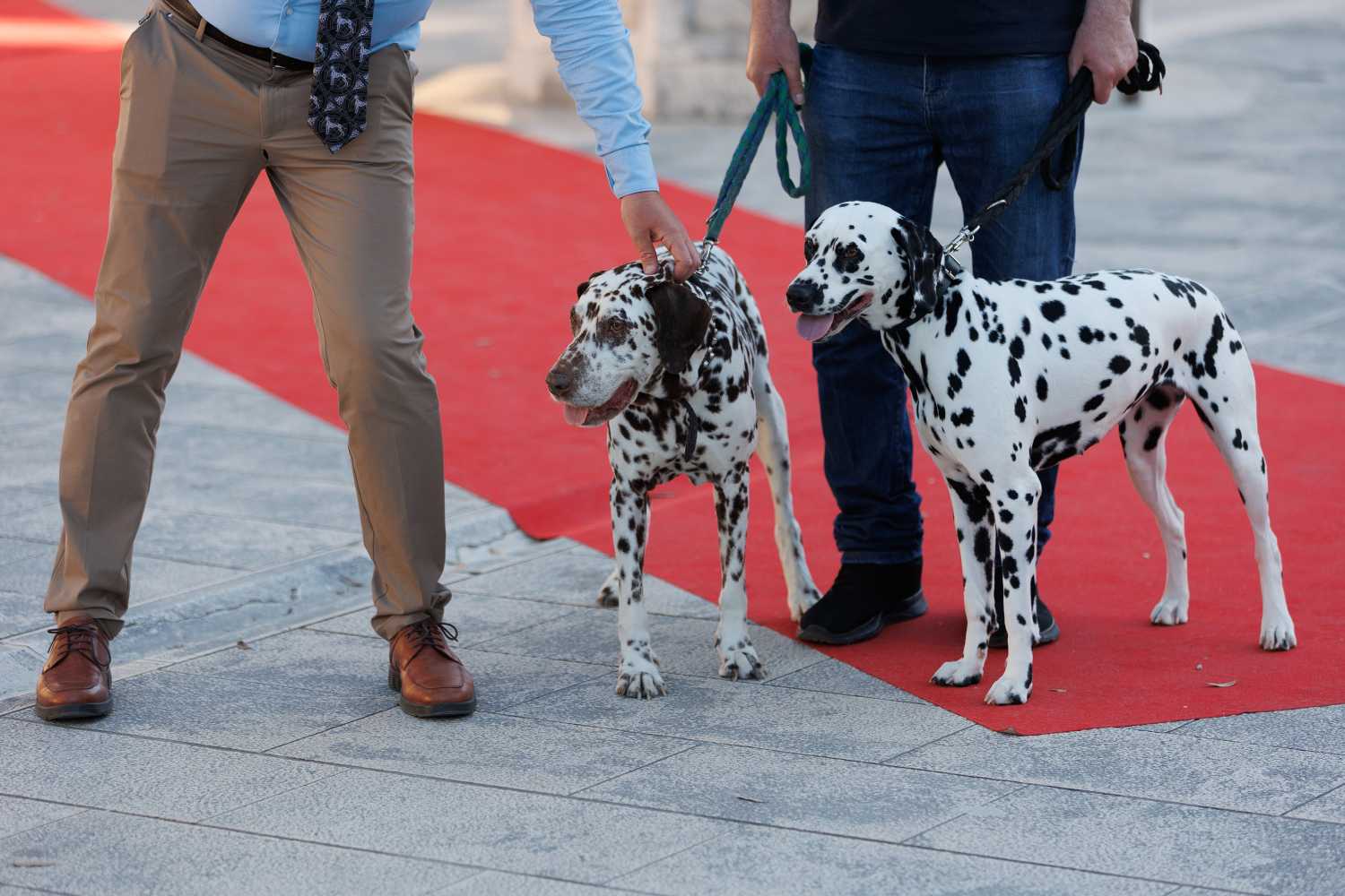 Red Carpet Dalmatian Walk @Trg pet bunara Red Carpet Dalmatian Walk @Trg pet bunara
