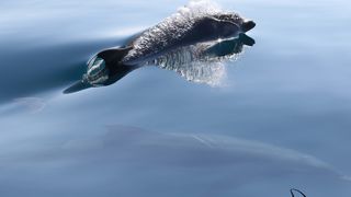 Razigrani dupini na Kornatima i kod Dugog otoka