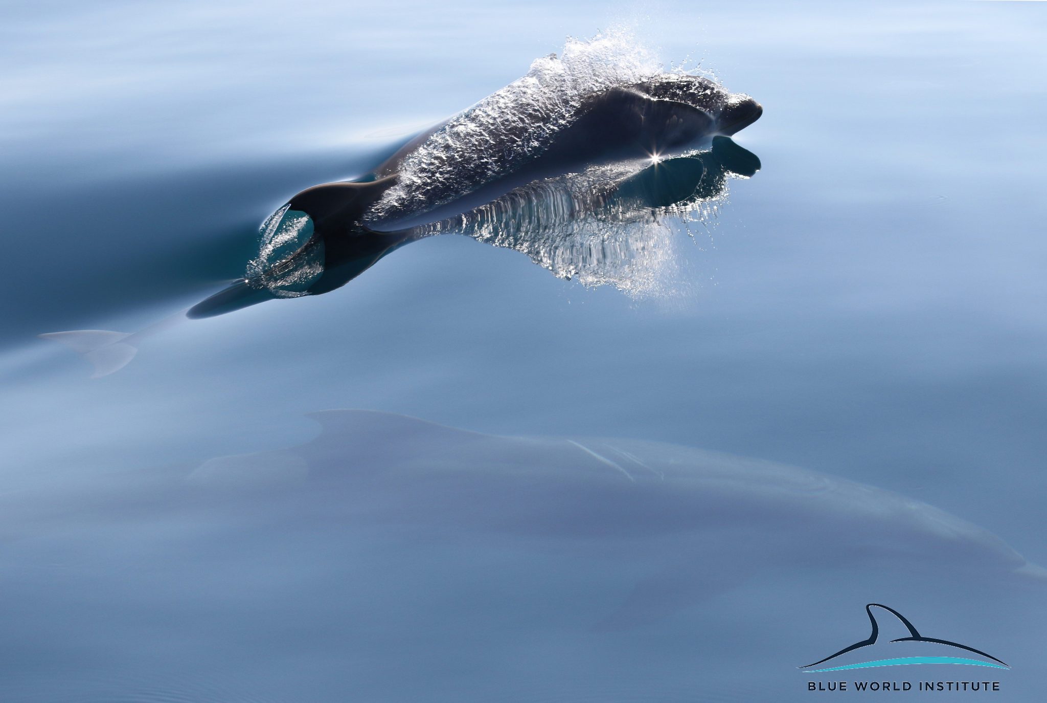 Razigrani dupini na Kornatima i kod Dugog otoka