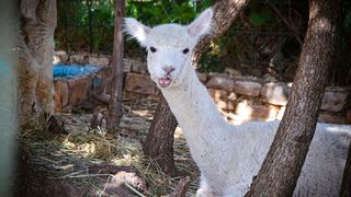 Zaton Obrovački: ZOO s egzotičnim i domaćim životinjama Zaton Obrovački: ZOO s egzotičnim i domaćim životinjama