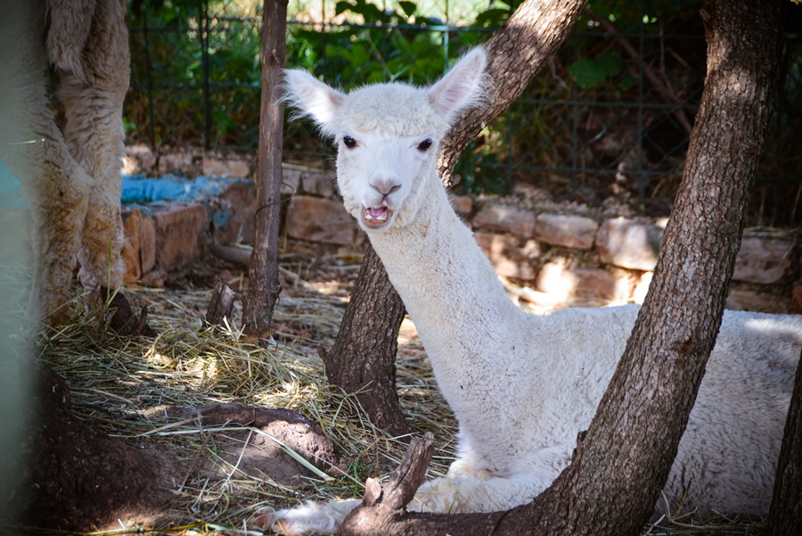 Zaton Obrovački: ZOO s egzotičnim i domaćim životinjama Zaton Obrovački: ZOO s egzotičnim i domaćim životinjama