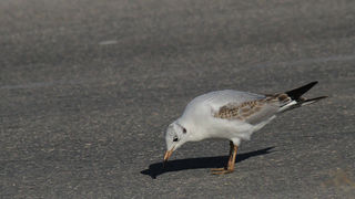 Galebovi u Jazinama, Foto: Leo Banić