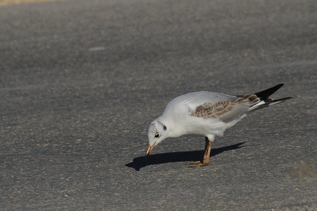 Galebovi u Jazinama, Foto: Leo Banić