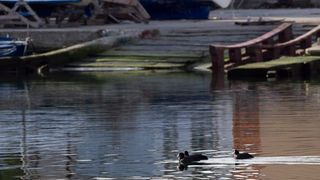 Liske u uvali Bregdetti 24. siječnja