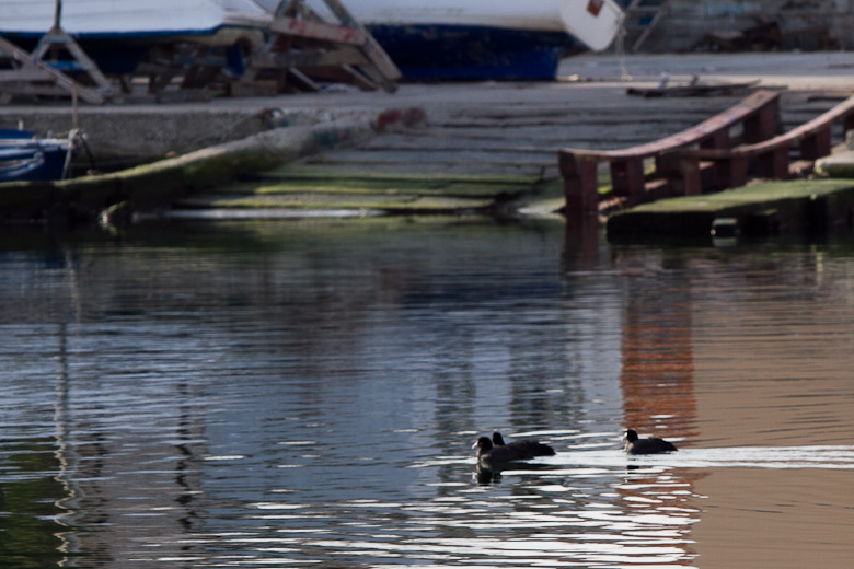 Liske u uvali Bregdetti 24. siječnja