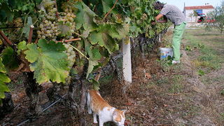 Priča o vinu: Od trsa do bačve, Foto: Leo Banić