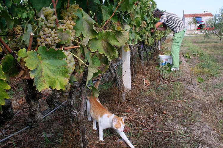 Priča o vinu: Od trsa do bačve, Foto: Leo Banić