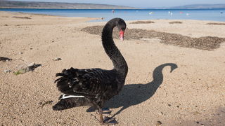 Zadar, 04032011.
U Krusevu, u predjelu Meka Draga, vec nekoliko dana pliva crni labud kojem su mjestani dali ime Sime.
Foto : Vladimir Ivanov / CROPIX Zadar, 04032011.
U Krusevu, u predjelu Meka Draga, vec nekoliko dana pliva crni labud kojem su mjestani dali ime Sime.
Foto : Vladimir Ivanov / CROPIX