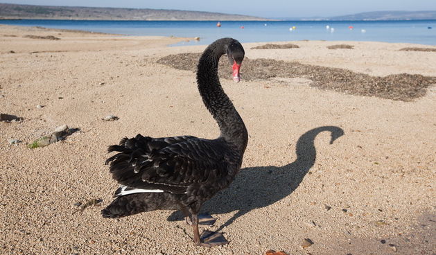 Zadar, 04032011.
U Krusevu, u predjelu Meka Draga, vec nekoliko dana pliva crni labud kojem su mjestani dali ime Sime.
Foto : Vladimir Ivanov / CROPIX