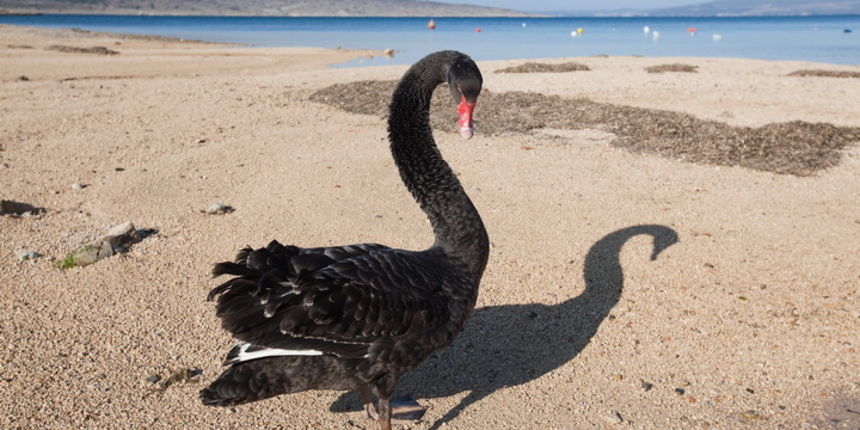 Zadar, 04032011.
U Krusevu, u predjelu Meka Draga, vec nekoliko dana pliva crni labud kojem su mjestani dali ime Sime.
Foto : Vladimir Ivanov / CROPIX