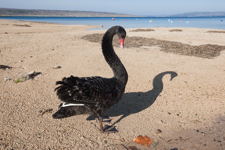 Zadar, 04032011.
U Krusevu, u predjelu Meka Draga, vec nekoliko dana pliva crni labud kojem su mjestani dali ime Sime.
Foto : Vladimir Ivanov / CROPIX Zadar, 04032011.
U Krusevu, u predjelu Meka Draga, vec nekoliko dana pliva crni labud kojem su mjestani dali ime Sime.
Foto : Vladimir Ivanov / CROPIX