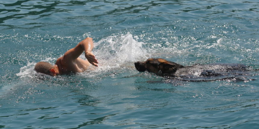Zadar, 150710.
Temperatura od 31 celzius u Zadru primorala je turiste i zadrane da se drze hlada,stave kape,osvjeze se sladoledom ili skokom u more.
Na fotografiji : njemacki ovcar Rex pliva u moru ispred rive.
Foto: Vladimir Ivanov / CROPIX Zadar, 150710.
Temperatura od 31 celzius u Zadru primorala je turiste i zadrane da se drze hlada,stave kape,osvjeze se sladoledom ili skokom u more.
Na fotografiji : njemacki ovcar Rex pliva u moru ispred rive.
Foto: Vladimir Ivanov / CROPIX