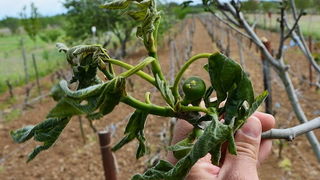 Mraz u Galovcu nanio ogromnu štetu poljoprivrednim kulturama a pogotovo voćkama i vinogradima. Foto: Silvio Marcus Milanko