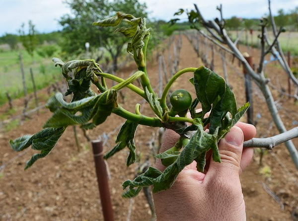 Mraz u Galovcu nanio ogromnu štetu poljoprivrednim kulturama a pogotovo voćkama i vinogradima. Foto: Silvio Marcus Milanko