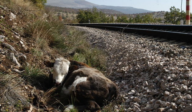 Vlak udario tele kod Gračaca