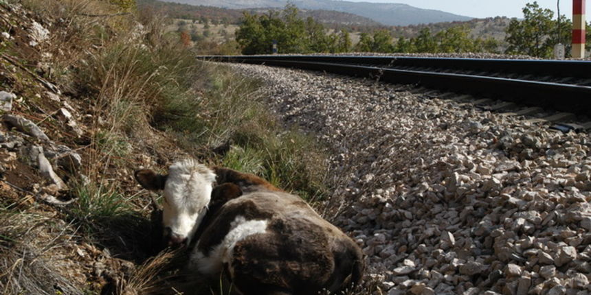 Vlak udario tele kod Gračaca