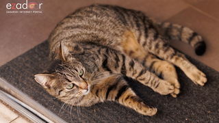 Đir po gradu, ponedjeljak 13. studenog 2023.