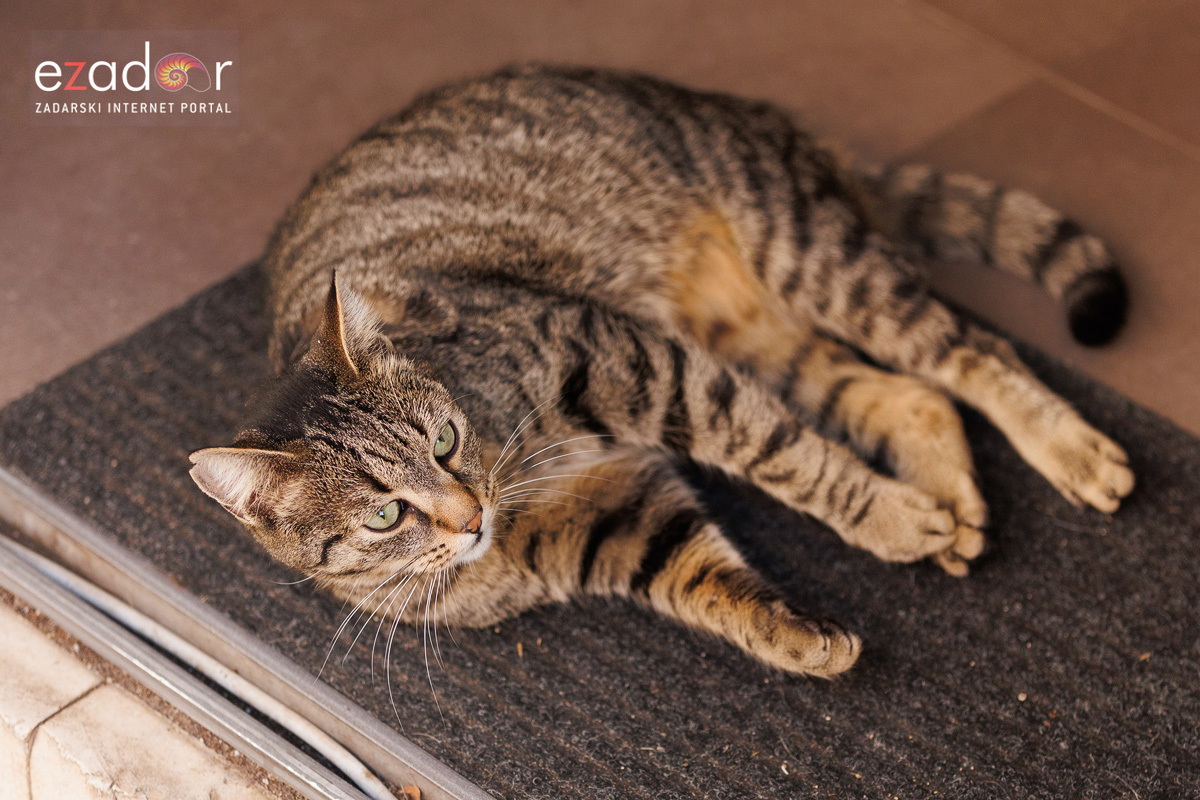 Đir po gradu, ponedjeljak 13. studenog 2023.