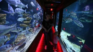 Vranjicki Aquapark godinu dana nakon otvorenja zadivljuje posjetitelje kao i prvog dana. U velicanstvenim pojavama iz morskog svijeta najvise ipak uzivaju djeca. Photo: Ivo Cagalj/PIXSELL Vranjicki Aquapark godinu dana nakon otvorenja zadivljuje posjetitelje kao i prvog dana. U velicanstvenim pojavama iz morskog svijeta najvise ipak uzivaju djeca. Photo: Ivo Cagalj/PIXSELL