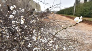 Na Bulevaru posječena stabla lipe stara 40 godina