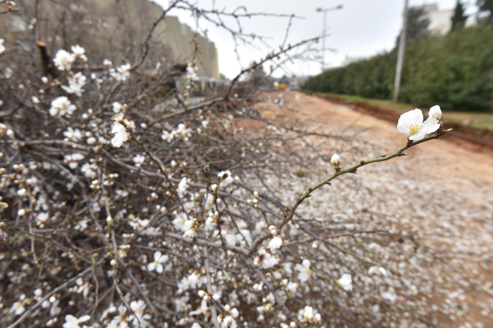 Na Bulevaru posječena stabla lipe stara 40 godina