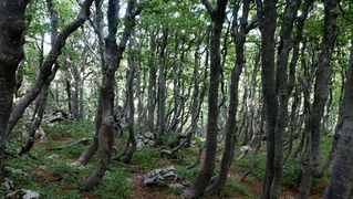 Nedjelja na Zavizanu