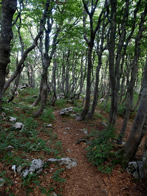 Nedjelja na Zavizanu