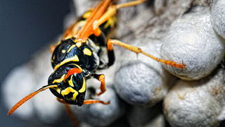 Bibinjski sinac, Foto: Leo Banic Bibinjski sinac, Foto: Leo Banic