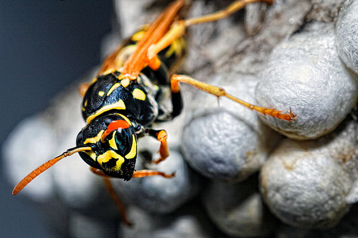 Bibinjski sinac, Foto: Leo Banic Bibinjski sinac, Foto: Leo Banic