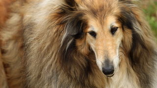 Zadar, 020513.  
Kamp na zadarskom predjelu Borik. 13. po redu medjunarodna izlozba pasa CACIB Zadar dog show 2013. 
Foto: Jure Miskovic / CROPIX