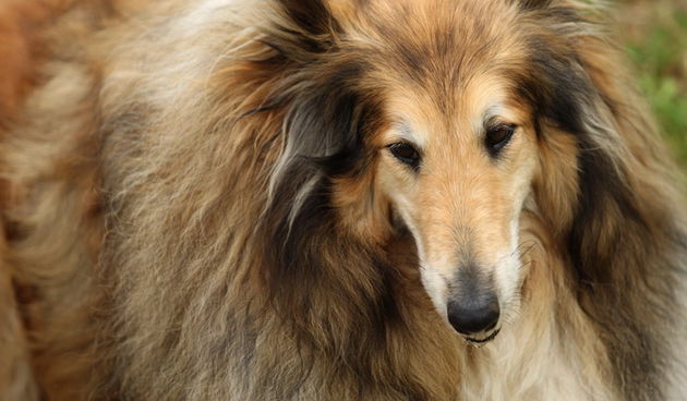 Zadar, 020513.  
Kamp na zadarskom predjelu Borik. 13. po redu medjunarodna izlozba pasa CACIB Zadar dog show 2013. 
Foto: Jure Miskovic / CROPIX