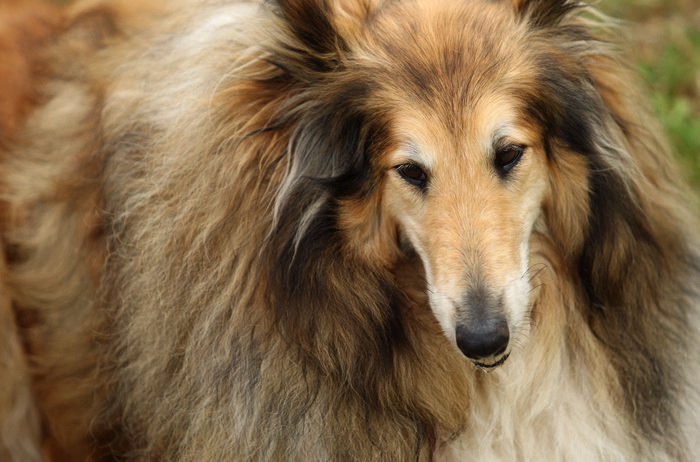 Zadar, 020513.  
Kamp na zadarskom predjelu Borik. 13. po redu medjunarodna izlozba pasa CACIB Zadar dog show 2013. 
Foto: Jure Miskovic / CROPIX