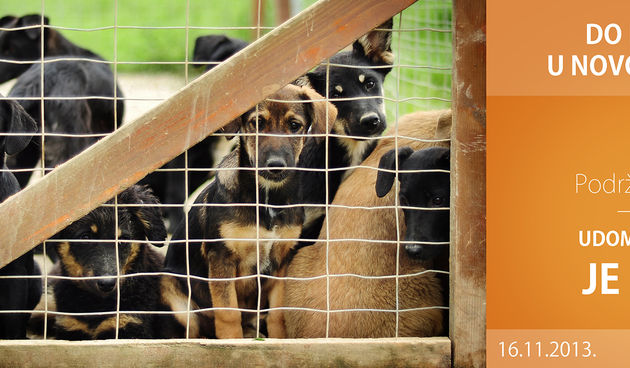 “Udomljavanje je fora”: Do Božića u novom domu!