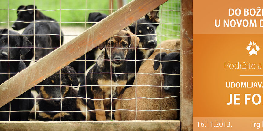 “Udomljavanje je fora”: Do Božića u novom domu! “Udomljavanje je fora”: Do Božića u novom domu!