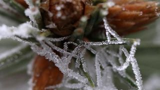 Zbog jutarnjih temperatura u minusu raslinje na kontinentu je prekriveno injem