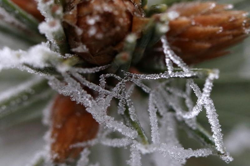 Zbog jutarnjih temperatura u minusu raslinje na kontinentu je prekriveno injem