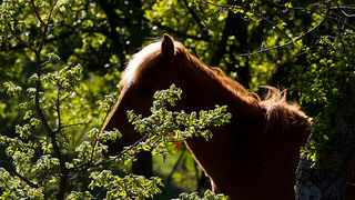 Velebitski divlji konji, Foto: Leo Banić