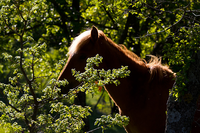 Velebitski divlji konji, Foto: Leo Banić
