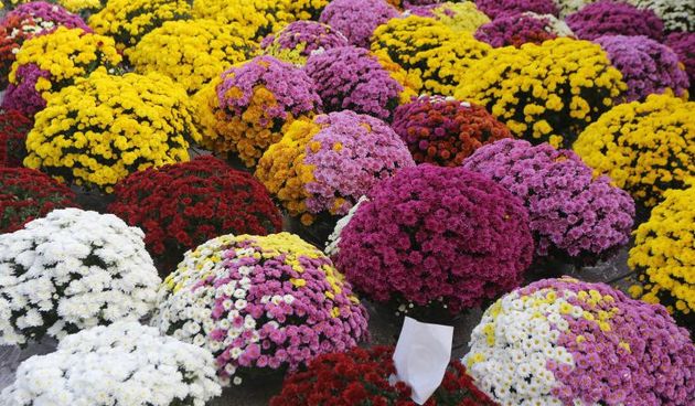 28.10.2013., Zadar – Prodaja krizantema za nadolazece blagdane na zadarskoj trznici. Photo: Filip Brala/PIXSELL Autor  Filip Brala/PIXSELL KLJUČNE RIJEČI  blagdani, Svi sveti, krizanteme, cvijece, trznica