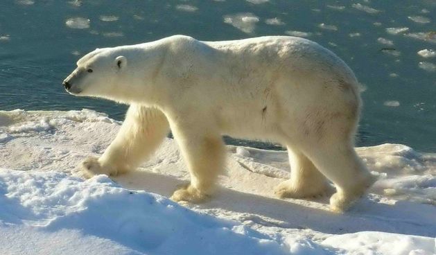 Polarni medvjed (Foto: motherjones.com)