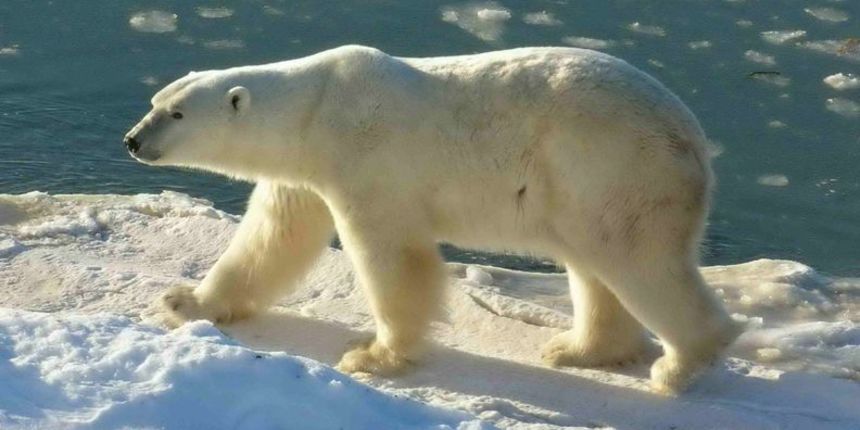 Polarni medvjed (Foto: motherjones.com) Polarni medvjed (Foto: motherjones.com)