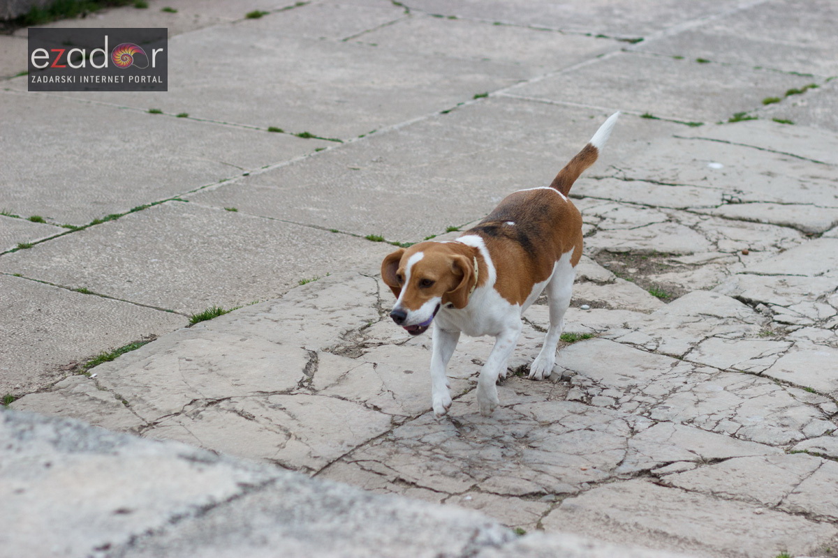 Đir po gradu, ponedjeljak 15. siječnja 2018.