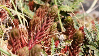 Šetnjica poučnom stazom sv. Leopolda Mandića, Mosor, foto: Darko Belančić